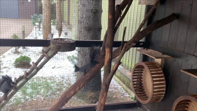 Содержание черных белок.Еженедельный отчет смотреть онлайн