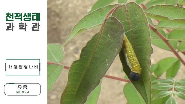 대왕팔랑나비(Satarupa nymphalis,) смотреть онлайн