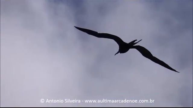 Fregata magnificens StMaartenCaribe 26 3 15 Antonio Silveir смотреть онлайн