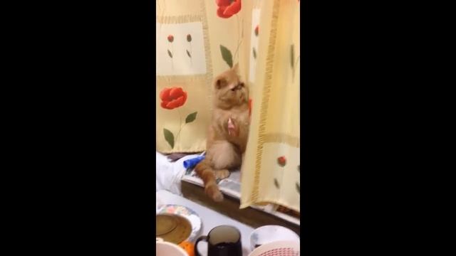 Кот ворует мясо) смотреть онлайн