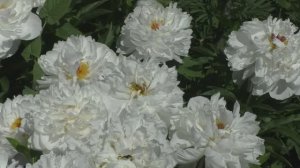 Пион  White Wicker