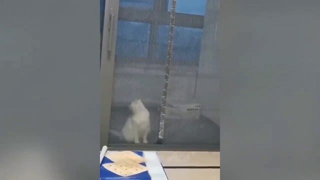 Шутки с животными.Курьезные приключения животных.Смешные моменты с животными.Милые котики. смотреть онлайн