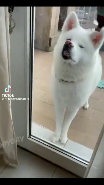 кот шарград смотреть онлайн