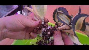 Мутация сансевиерии Голден Венди в Ханни Вайт.