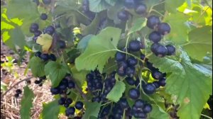 Черная смородина. Секрет получения высокого урожая.