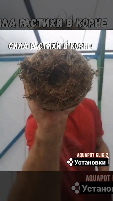 Корневая система растения Базилик Биология растений смотреть онлайн