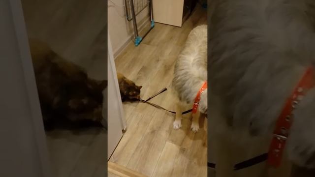 Cat and dog are best friends Кошка и собака -лучшие друзья смотреть онлайн