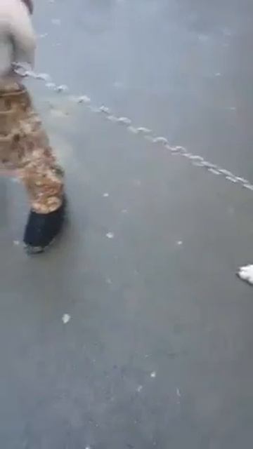 Живой волк в центре Челябинска смотреть онлайн
