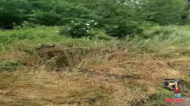 Перевязка защищает своих детей Vormela peregusna protects its children смотреть онлайн