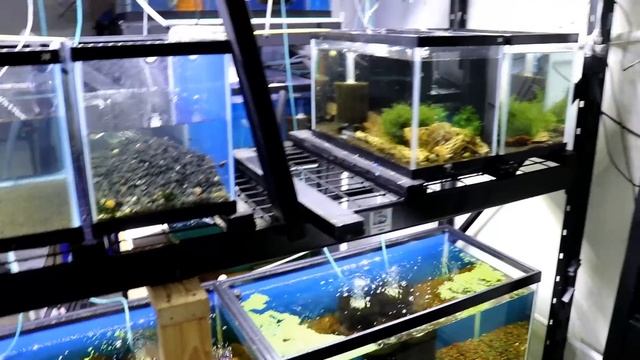 Fish Room Update Lots of Eggs / Leeches / 12 New Aquariums смотреть онлайн