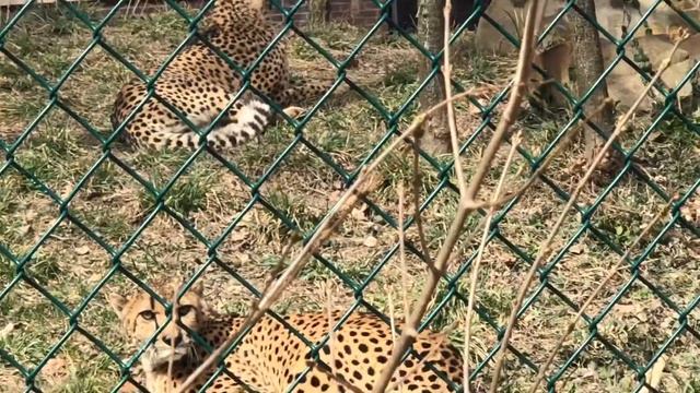 Cheetah death stare 💀 смотреть онлайн