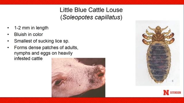 Lice Control in Cattle - Dave Boxler Nebraska Extension смотреть онлайн