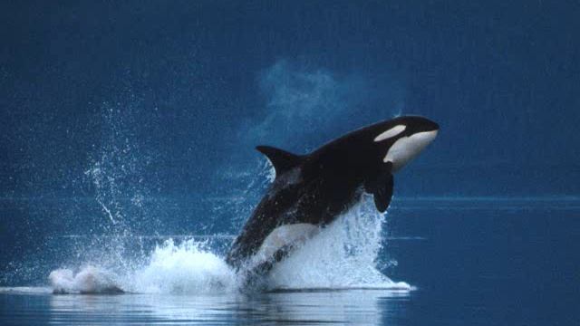 ~Killer Whales~ смотреть онлайн