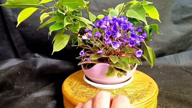 √1,√2 фикус 132 Бенджамина (Бонсай)