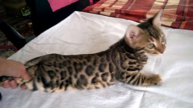 Т2 смотреть онлайн