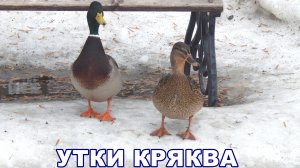 Дикие утки крякают. Голос (звук) утки Кряквы. Стая уток зимой. Зимующие птицы России