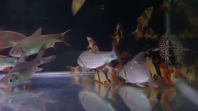 botia , clown loach ,javaen barb , flag tail prochilodus, sexfasciatus ,giant carp смотреть онлайн