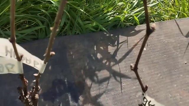 Весенняя посадка саженцев моих новых форм винограда на испытания.Незабудка. 15 апреля 2024. смотреть онлайн