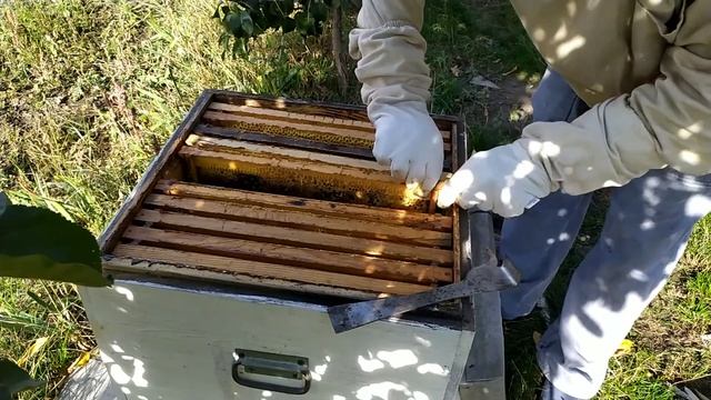 16 октября 2020. Всё-таки решил собрать гнезда в зиму смотреть онлайн