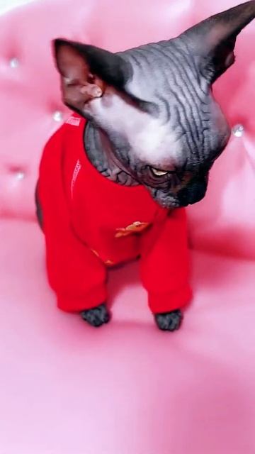 Лысая кошка Сфинкс меняет образ смотреть онлайн