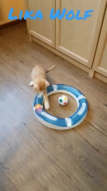 ИГРАЕМ ВЕСЬ ДЕНЬ 😍Милые котики. Смешные коты. Смешные животные. Cute kittens Cute Teddy kittens Fun смотреть онлайн