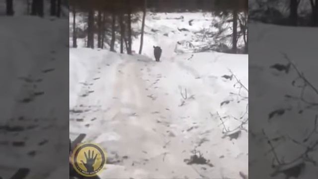 неудачная охота на кабана смотреть онлайн