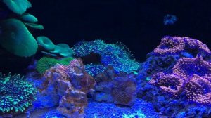 Кораллы в морской аквариум: мягкие