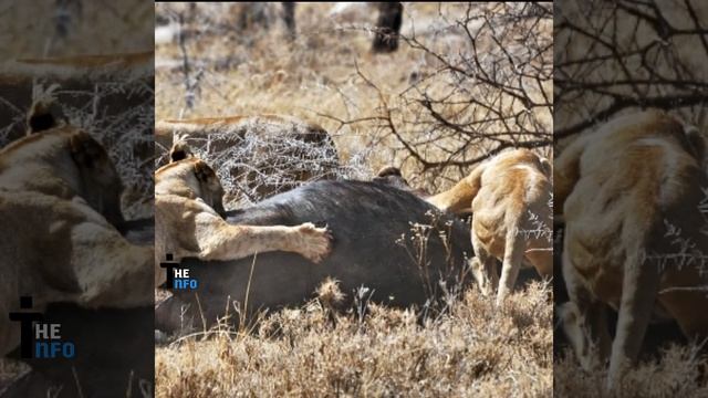 Lion Vs Tiger | कौन है Powerful | The info #shorts смотреть онлайн