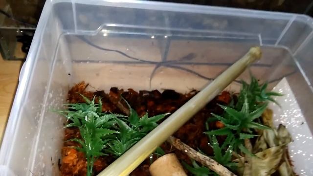 Maintien de mon Lepidodactylus lugubris смотреть онлайн