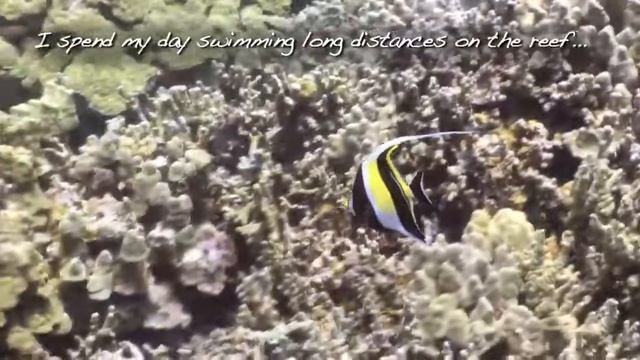13 Moorish Idols 2 смотреть онлайн