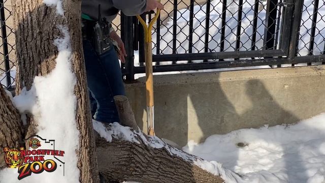 RPZ RED PANDA + Jungle Jenn смотреть онлайн