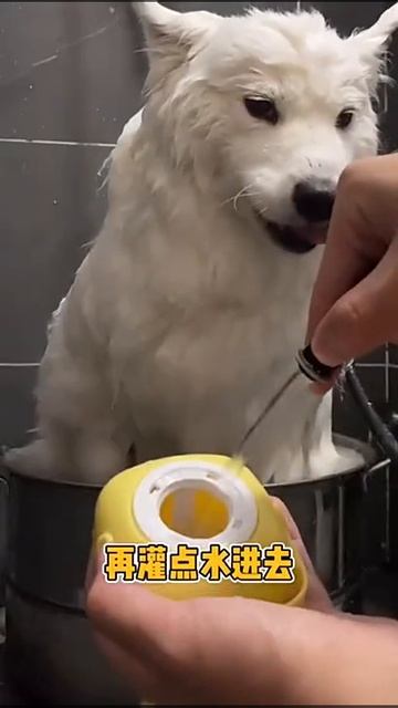 Escova / Esponja funcional de banho com dispenser de Shampoo para Pets смотреть онлайн