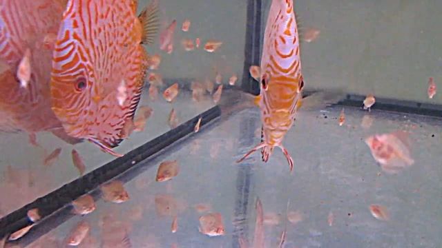 Pigeon tiger head discus смотреть онлайн