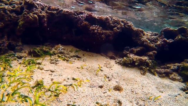 Turtle Rosy 2016 | Sri Lanka | Hikkaduwa | GoPro Hero4 смотреть онлайн