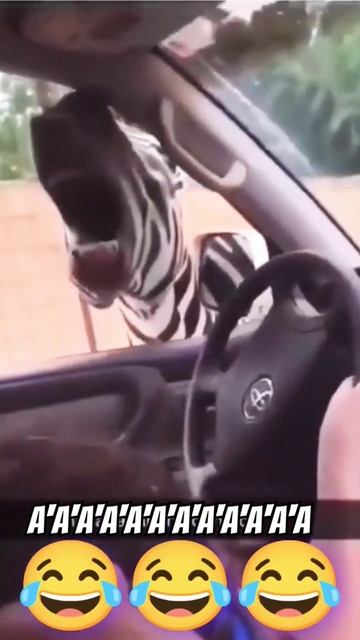 zebra😆#shorts#video#top смотреть онлайн