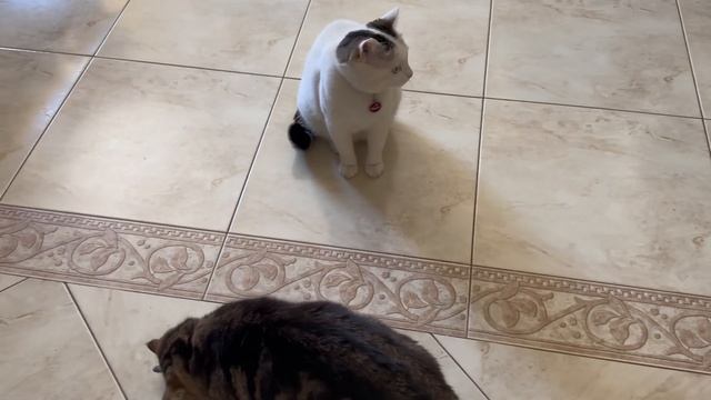 Первая реакция котиков на новую игрушку 🐟 Игрушка рыба - как настоящая 🐟 смотреть онлайн