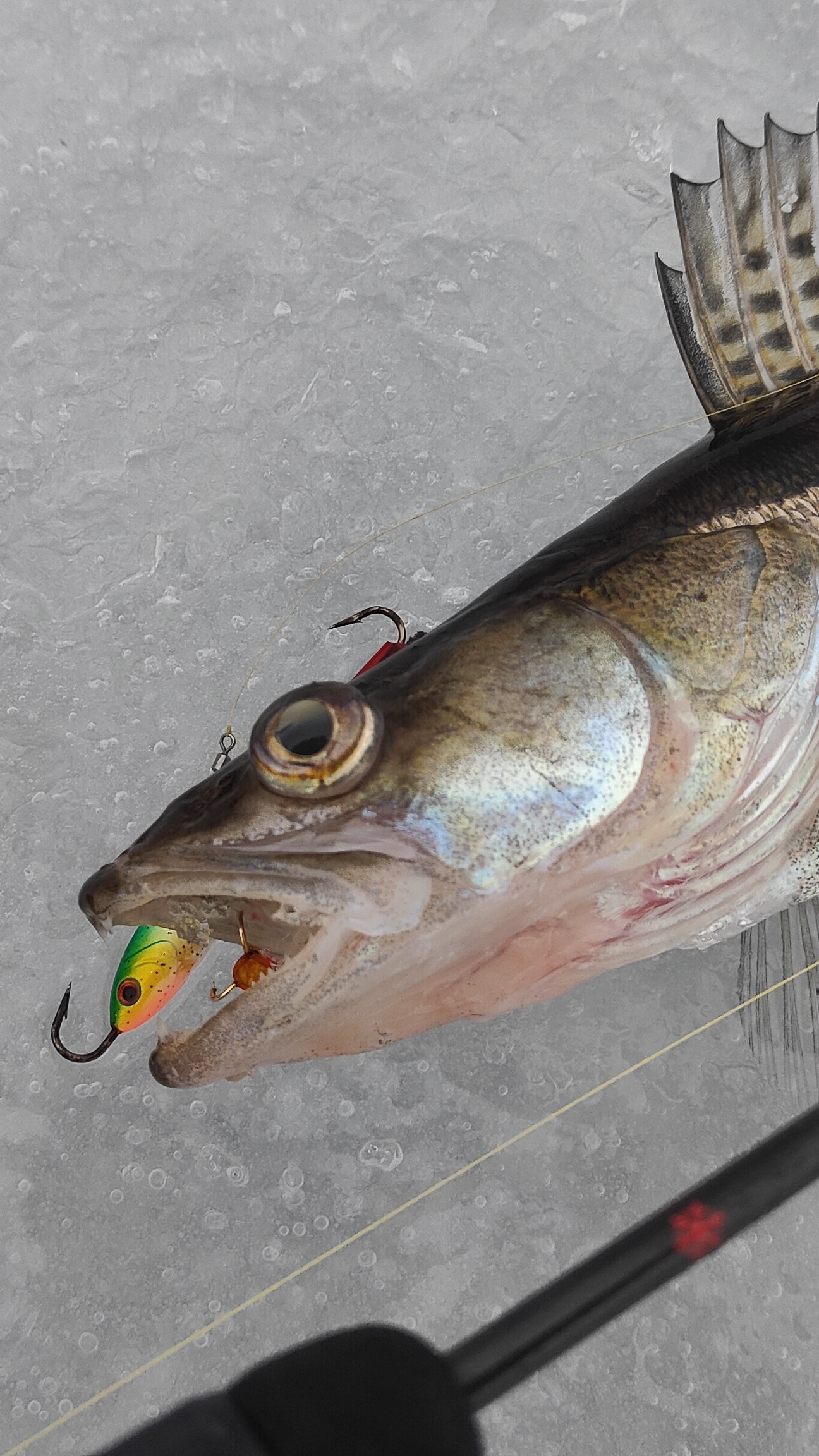 Ловля судака с эхолотом Практик, Подъём на экране! смотреть онлайн