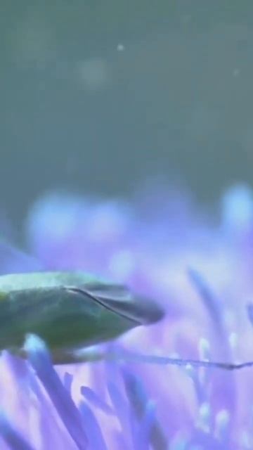 Mysterious Garden Bugs: Identify and Prevent Them! смотреть онлайн