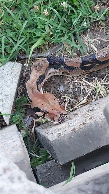 ⚡Измученная змея в Грозном , как будто просила помочь #звери #грозный #люди #нелюди смотреть онлайн