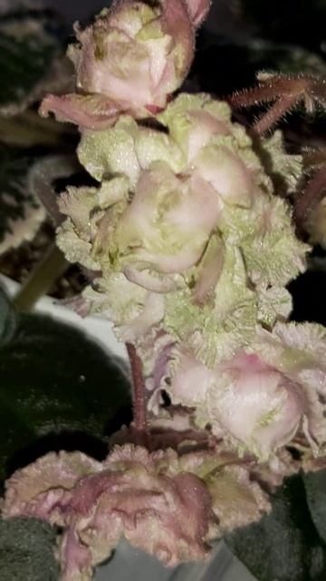 The Most UNUSUAL AFRICAN VIOLET Flower Colour!!! LE kardamon SRU - Truly UNIQUE AFRICAN VIOLET - смотреть онлайн