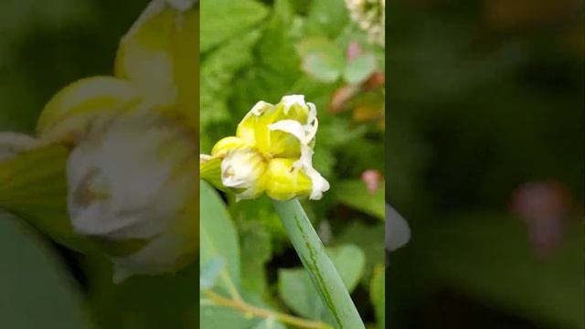 update my backyard garden ❤#plantita plantito смотреть онлайн