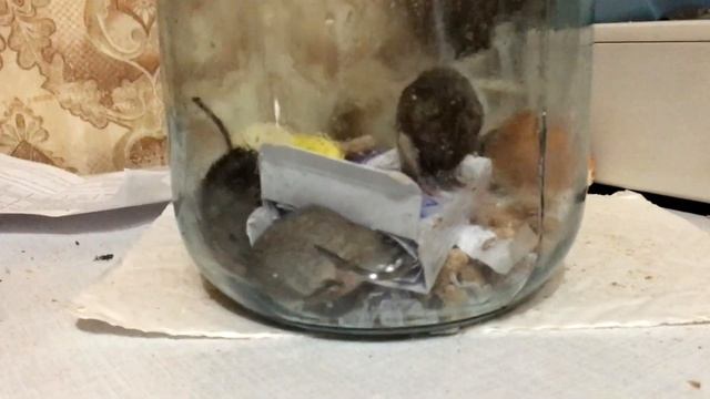 Мышиная возня смотреть онлайн