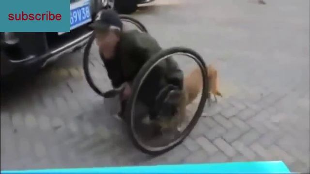 Hero Dog Pushes His Disabled Human To Work Every Day In A Custom смотреть онлайн