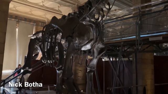 Camarasaurus dinosaur skeleton смотреть онлайн
