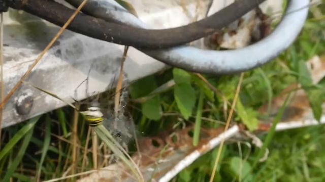 дразнилка для пауков смотреть онлайн
