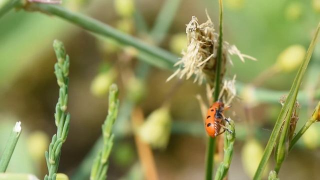Rode aspergekever Crioceris duodecimpunctata смотреть онлайн