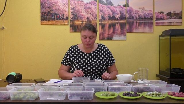 3 серия КРЫЖОВНИК замер сахара в брикс.