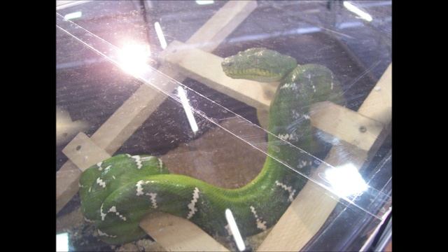 Reptiles day 2014 смотреть онлайн