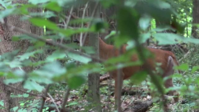 Giant Midwest buck in velvet - late Summer forest смотреть онлайн