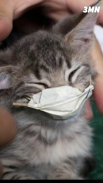 First case of Covid from Cat to Person смотреть онлайн